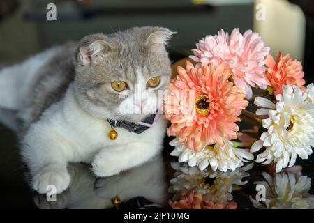 scottish fold cat white and gray stripes wearing a necklace and a bell Posing in a sitting position on a table with a pair of colorful flowers, straig Stock Photo