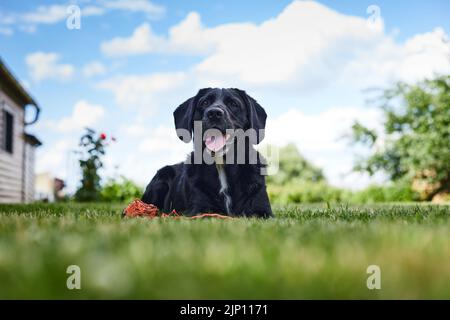 A young handsome labrador retriever on a country property lies on the lawn after a game. Front view. Stock Photo