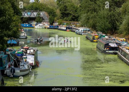 Pic shows: Bright green algae on the River Lea near Hackney Wick today London 14.8.22  Canoeing down the river past the barges on hot day     picture Stock Photo