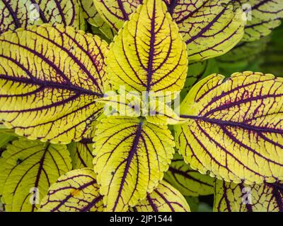 coleus, also known as solenostemon, closeup view of plant foliage in shallow depth of field, taken from above. Selective focus Stock Photo