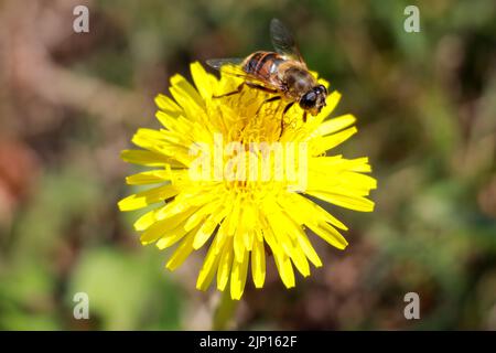 Dandelion with bee on it in the Guldemondplantsoen in Boskoop the Netherlands Stock Photo
