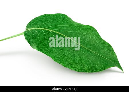 Green pear leaf isolated on white background. Stock Photo