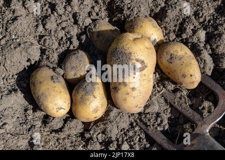 Fresh potatoes  harvested with a fork lying on the soil. Stock Photo