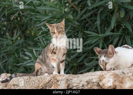 Homeless cats eat food on the street. Help homeless animals. Stock Photo