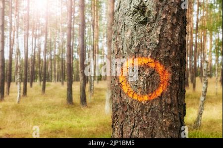 Orange circle painted on a tree trunk, selective focus. Stock Photo