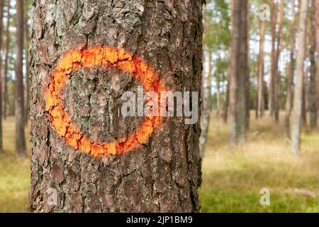 Orange circle painted on a tree trunk, selective focus. Stock Photo