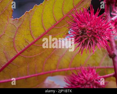 Castor oil plant, Ricinus communis, leaves, poisonous plant - selective focus Stock Photo