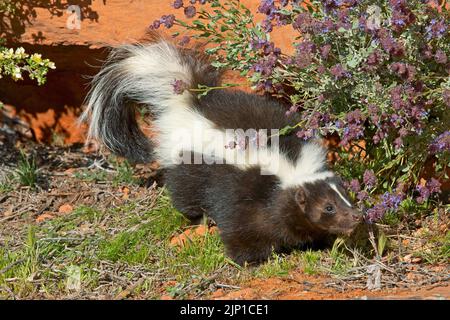 Striped skunk (Mephitis mephitis), San Diego, California, USA Stock Photo