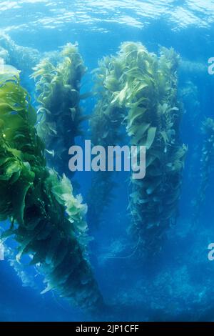 Giant kelp or Bladder kelp (Macrocystis pyrifera), San Clemente Island, California, USA, Pacific Ocean Stock Photo