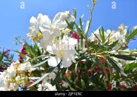 White oleander flowers ( latin name  Nerium oleander) , most commonly known as oleander or nerium, is an ornamental shrub Stock Photo