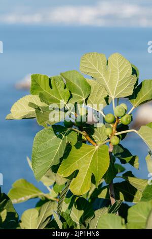 Bunch of green figs on a fig tree against sea background. Ficus Carica branch with fruits Stock Photo