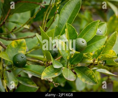 Calamondin (Citrofortunella microcarpa, Citrus fortunella, Citrus mitis), unripe fruit on a bush.