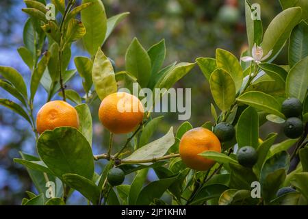 Calamondin (Citrofortunella microcarpa, Citrus fortunella, Citrus mitis), ripe and unripe fruit on a bush. Stock Photo