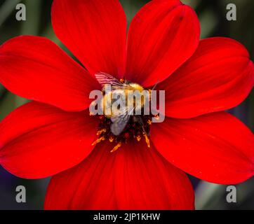 bishop of Llandaff Peony Flowering Dahlia with bombus pascuorum in the garden. Selective focus.Red flower Stock Photo