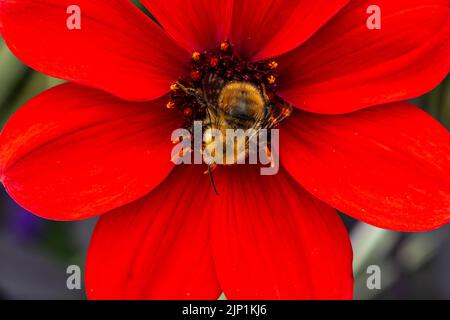 bishop of Llandaff Peony Flowering Dahlia with bombus pascuorum in the garden. Selective focus.Red flower Stock Photo