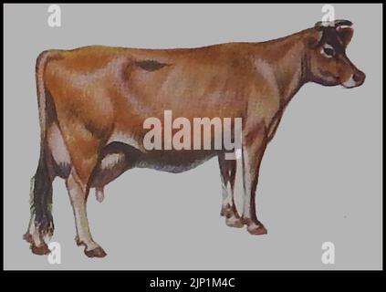 Breeds of cattle - A circa 1940's coloured illustration of a Jersey cow Stock Photo