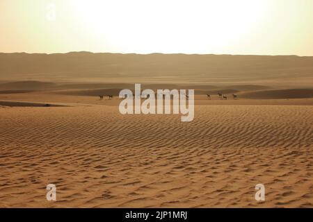 Goats fence under desert dunes wahiba sands in the Oman Stock Photo