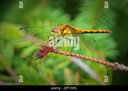 I enjoy hiking the woods and meadows of Door County Wisconsin early and late in the day seeking dragon and damselfly's to photograph. Stock Photo