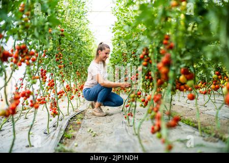 Organic greenhouse business. Farmer is picking and examining fresh and ripe cherry tomatoes in her greenhouse. Stock Photo