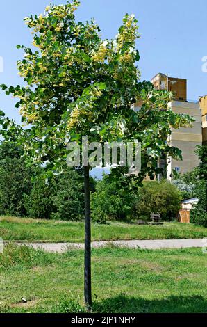 A young tilia or linden tree in bloom with yellow flowers and green leaves in spring, Sofia, Bulgaria Stock Photo