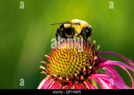 I enjoy hiking the woods and meadows of Door County Wisconsin early and late in the day seeking bumble bees and honey bees to photograph. Stock Photo