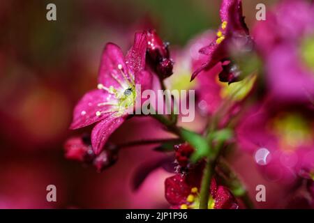 Detail shot of a pink flower splendour with morning dew on the leaves. Stock Photo