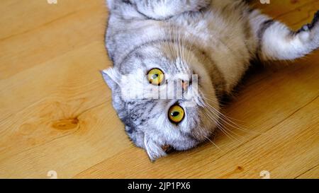 fluffy gray beautiful adult cat breed scottish very close portrait isolated. Lying on the wooden floor Stock Photo