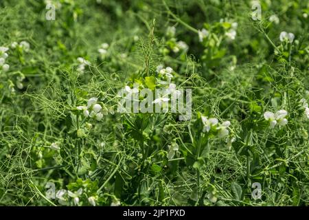 pea plants during flowering with white petals, an agricultural field where green peas grow Stock Photo