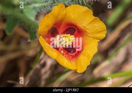 Glaucium corniculatum, Red horned-poppy Plant in Flower Stock Photo