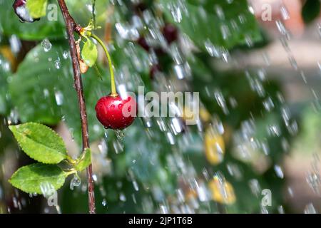 Sour cherry Stock Photo