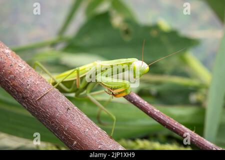 Mantis from family Sphodromantis sitting on a branch lurking on the green leaf. Sphodromantis viridis as a pet. Common names include African mantis, g Stock Photo