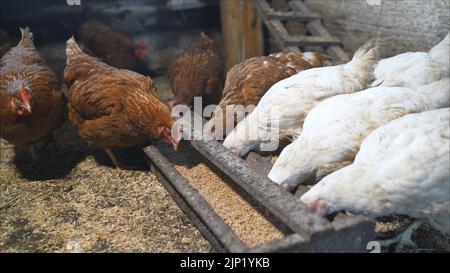 Hen house. chickens in the coop. Traditional chicken coop with chickens and roosters inside. Stock Photo