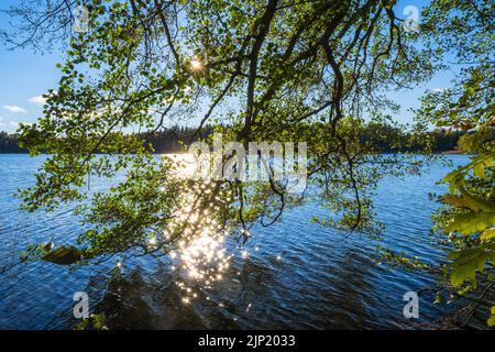 Lake view with the sun shining through tree branches Stock Photo