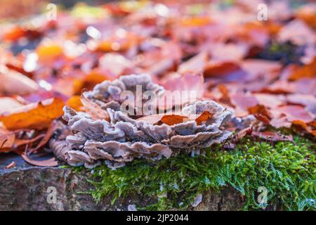 Silver leaf mushroom on a tree stump Stock Photo