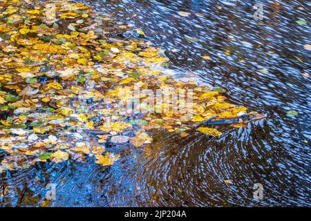 Leaves floating on the water in a stream Stock Photo