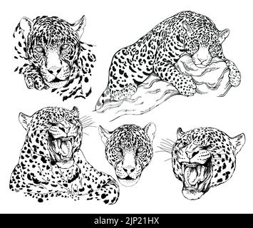 Set of hand drawn sketch style leopards isolated on white background. Vector illustration. Stock Vector