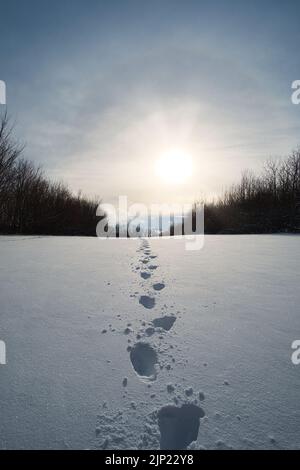 Footprints in the deep snow toward the bright sun and the horizon, Winter 2021 Stock Photo