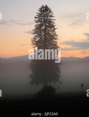 Big tree in the evening light, surrounded by fog, with orange sky and some clouds Stock Photo