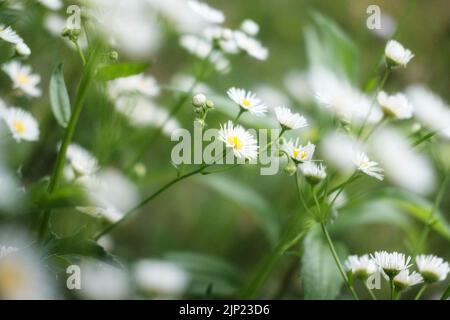 Daisy flowers in the deep green grass, Daisies on a meadow in spring time Stock Photo