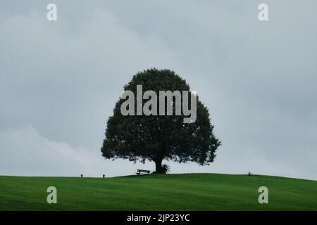 Old isolated oak with wooden bench on a green hill Stock Photo