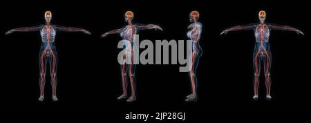 3d rendering set of human female body nervous system x-ray isolated on black background. Stock Photo