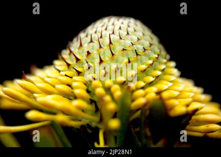 Side view of Isopogon anemonifolius flower focusing on the teeny spikes .  This native flower is also known as Australian Broad Leaf Drumstick Stock Photo