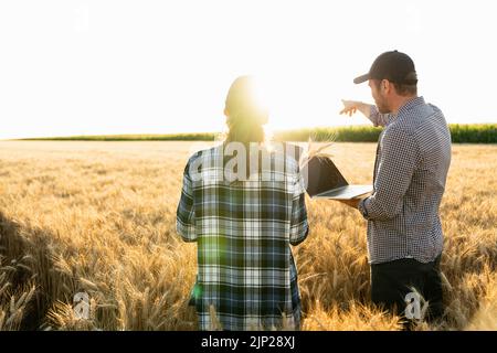 Couple of farmers examines the field of cereals and sends data to the cloud from the digital tablet and laptop. Smart farming Stock Photo