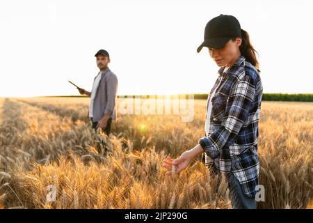 Couple of farmers examines the field of cereals and sends data to the cloud from the tablet. Smart farming and digital agriculture. Stock Photo