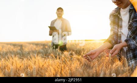 Couple of farmers examines the field of cereals and sends data to the cloud from the tablet. Smart farming and digital agriculture. Stock Photo