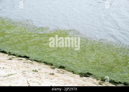 London, UK. 15th Aug 2022. UK Weather: drought warnings. Dry conditions causing algae on a reservor at Walthamstow Wetlands, north London.  Credit: Matthew Chattle/Alamy Live News Stock Photo