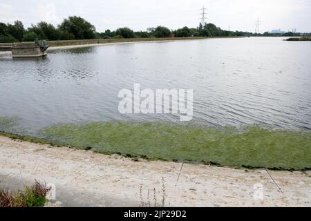 London, UK. 15th Aug 2022. UK Weather: drought warnings. Dry conditions causing algae on a reservor at Walthamstow Wetlands, north London.  Credit: Matthew Chattle/Alamy Live News Stock Photo