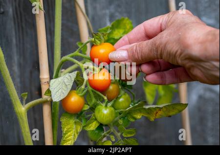 Home grown cherry tomatoes ripening on the vine in small city garden  in Brighton , UK Stock Photo