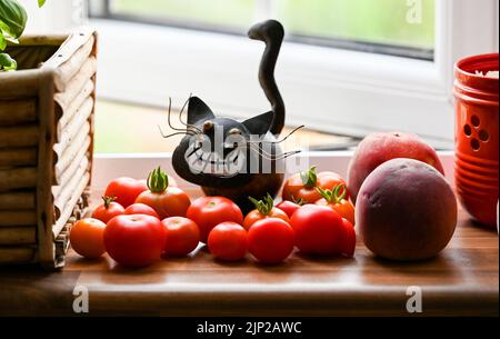 Home grown cherry tomatoes ripening on a windowsill in sunshine  with quirky cat ornament  in Brighton , UK Stock Photo