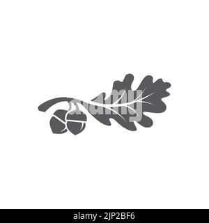 Oak leaf logo design template. Oak leaf with acorns graphic vector. Vector illustration Stock Vector